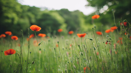 sedative. Field of poppy flowers swaying in gentle breeze, botanical tranquility scene. gardening catalogs, home-decor guides, designed for home decor and floral branding.