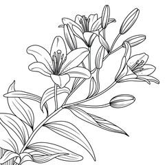 Beautiful blooming lily flowers illustration with white yellow and pink petals, elegant botanical watercolor artwork