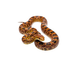 Obraz premium Brown and orange patterned snake coiled up studio shot reptile isolated on transparent background