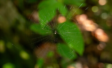 Macro Close-up of Spider Web on Green Leaf Background
