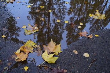 Le reflet des arbres et les feuille dans la flaque d'eau