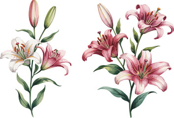 Beautiful watercolor illustration of pink and white lily flowers in bloom, elegant botanical floral artwork isolated on white background, nature plant design