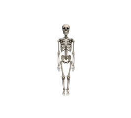 Full human skeleton standing frontal view isolated on transparent background anatomical medical model