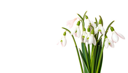 Fototapeta premium Cluster of white snowdrop flowers with green stems against a stark black backdrop