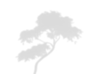 Young Tree Branch Shadow Effect Overlay