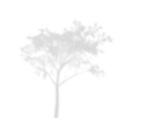 Fototapeta premium Young Tree Branch Shadow Effect Overlay