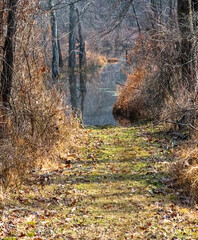 A narrow forest path winds through bare trees and dried foliage, creating a peaceful woodland corridor highlighted by warm light and seasonal textures.
