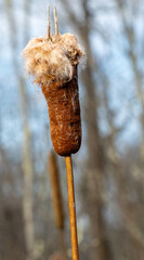 Burst cattail seed head in winter reveals soft, fluffy fibers, highlighting natural seed dispersal and wetland plant texture against a muted woodland background.