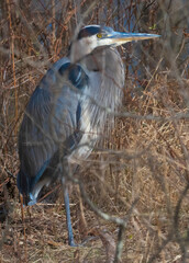 Great blue heron standing in forest