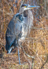 Great blue heron standing in forest near tree