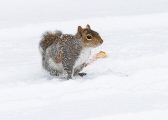 Eastern gray squirrel walks through fresh snow, its fluffy tail raised as it forages in a quiet winter landscape under soft natural light.