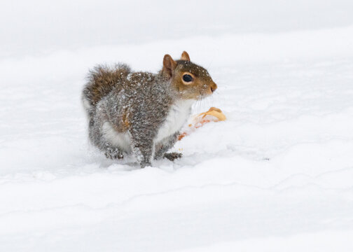Eastern gray squirrel walks through fresh snow, its fluffy tail raised as it forages in a quiet winter landscape under soft natural light.