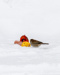 Male and female northern cardinals (Cardinalis cardinalis) feeding on corn in fresh snow. This winter wildlife scene highlights vivid red plumage, backyard bird behavior, and contrast against a white 