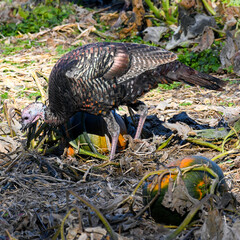 Wild turkey hen (Meleagris gallopavo) foraging on the forest floor among leaves and debris. This large North American game bird displays natural feeding behavior in woodland habitat.