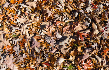 Autumn fallen leaves covering the forest floor in warm brown, orange, and yellow tones. This natural leaf-litter texture creates a seasonal background ideal for fall, nature, and design concepts.