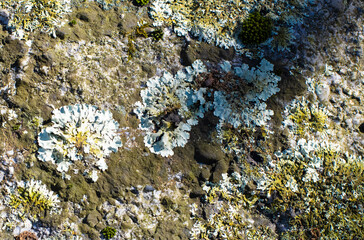 Close-up of lichen growing on a weathered rock surface, showing intricate textures and natural patterns. This abstract nature scene highlights biodiversity, ecology, and organic growth in the environm