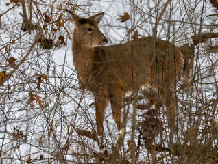 Doe white tailed deer standing in forest looking 
