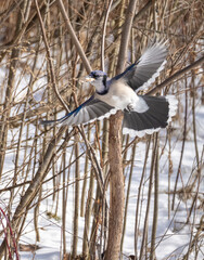 Blue jay flying in forest with wings spread