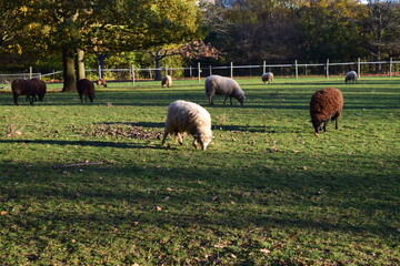 Le parc des moutons &agrave; l'automne