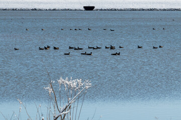 Flock of waterfowl floating on a calm winter lake with icy shoreline and snow-covered vegetation. This peaceful cold-season scene highlights migratory birds, open water, and tranquil winter nature.