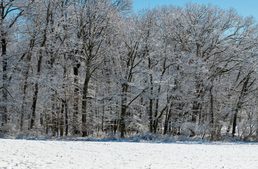 A serene winter landscape featuring a forest of tall trees coated in fresh snow beneath a bright blue sky. The sunlit snow highlights the delicate frosty branches, creating a peaceful and crisp season