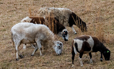 Flock of domestic sheep (Ovis aries) grazing together in a rural pasture. This peaceful farm scene highlights traditional agriculture, livestock management, and pastoral countryside life in natural li