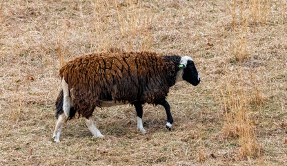 Brown domestic sheep grazes in an open field, showing thick wool and calm behavior in a rural agricultural setting under soft natural light.