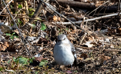 White-throated sparrow (Zonotrichia albicollis) standing on the forest floor among leaves and twigs. This North American songbird is shown in natural woodland habitat, ideal for wildlife and nature