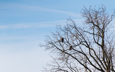 Obraz premium pair of adult Bald Eagles (Haliaeetus leucocephalus) perched high in the bare branches of a large tree against a soft, pale blue winter sky.