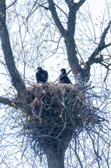 Adult bald eagle (Haliaeetus leucocephalus) perched on a large stick nest high in a tree. This iconic North American raptor represents wildlife conservation, strength, and natural nesting behavior.