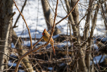 Female northern cardinal (Cardinalis cardinalis) perched among leafless branches in a woodland setting. This North American songbird displays soft brown plumage with red accents, ideal for nature and 