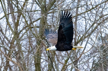 bald eagle in flight