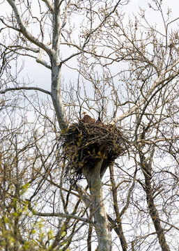 Large Bald Eagle nest built of sticks high in a leafless tree. Massive raptor nesting site in natural North American woodland habitat, symbol of wildlife conservation and strength.