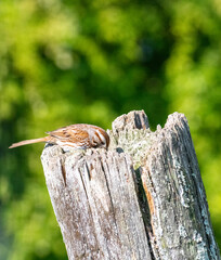 House Sparrow perched on a wooden post showing detailed plumage and soft colors against a lush green, natural woodland background.