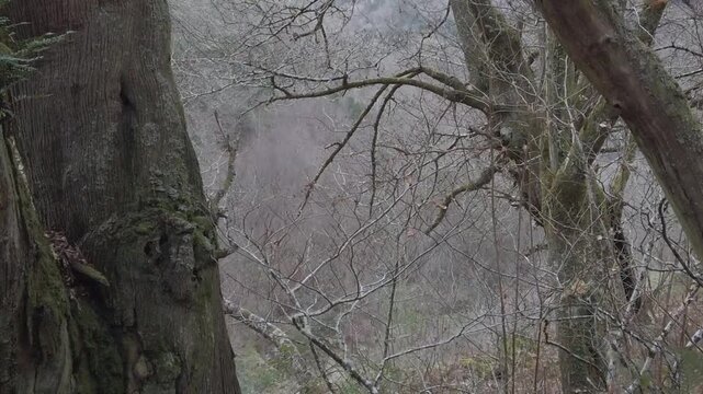 D-Log slow motion medium shot of a cold Atlantic forest stripped bare by winter&rsquo;s solitude-1847