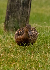 Female mallard (Anas platyrhynchos) resting on green grass near a tree in natural daylight. This North American waterfowl shows mottled brown plumage in a calm park or wetland setting.