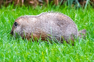 Ground hog eating grass 