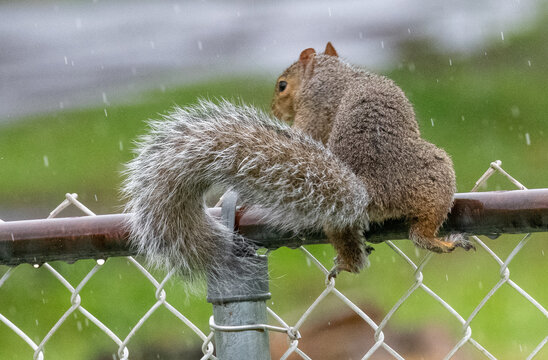 squirrel on a fence