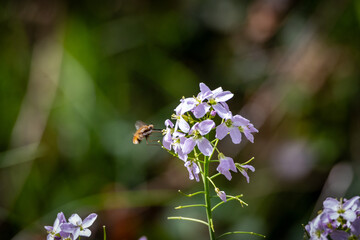 Bumblebee fly in flight, feeding on nectar from meadow foam.
