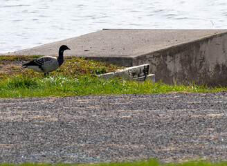 Canada goose (Branta canadensis) standing by dock near a wetland area. This familiar North American waterfowl displays classic black-and-white markings in a calm park or natural setting.