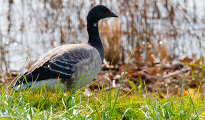 Canada goose (Branta canadensis) resting on green grass near a wetland area. This familiar North American waterfowl displays classic black-and-white markings in a calm park or natural setting.