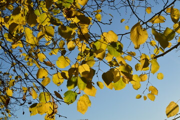 Feuillages d'automne