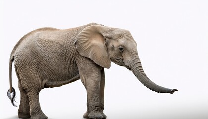 gentle elephant with trunk raised on a white background