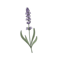 Realistic Lavender with Leaf Vector