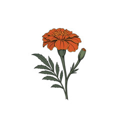  Realistic Marigold with Leaf Vector