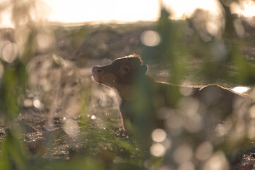 Authentic cypriot cattle breed calf relaxing at akrotiri salt lake at sunset. Akrotiri Marsh. Limassol District, Cyprus