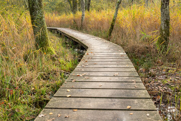 wooden bridge in the forest