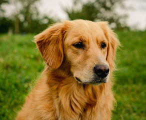 Close-up portrait of a golden retriever mix dog outdoors, showing expressive eyes and soft natural lighting. 