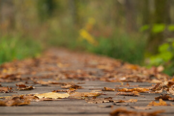 autumn leaves in the forest