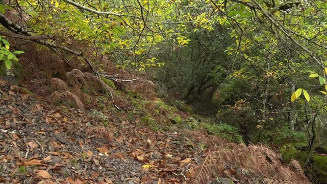 A path disappearing into the dense undergrowth of the Atlantic forest in autumn -1 1886